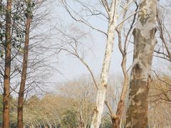 -洋湖国家湿地公园