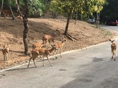 -清迈夜间动物园