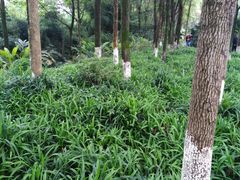 -重庆彩云湖湿地公园