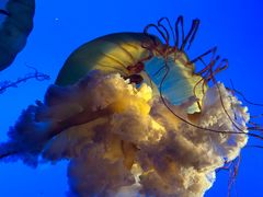 -太平洋海底世界