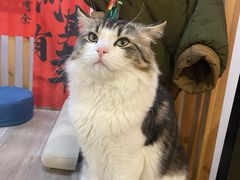 -柴迷FANS CLUB·柴犬狗咖·猫咖