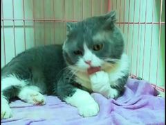 -瑞鹏宠物医院·骨科·猫科·内科(第一中心)