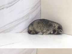 -浣熊柯尔鸭土拨鼠·电玩咖