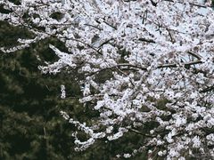 -燕窝岭