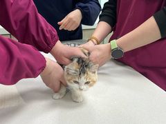 -北京观赏动物医院·24小时大型综合·猫专科·异宠专科