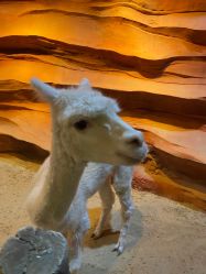 -酷嗒动物文化乐园(cutezoo西溪乐天城店)