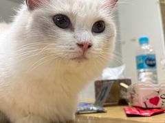 -藏猫猫咖啡主题馆(中央大道店)