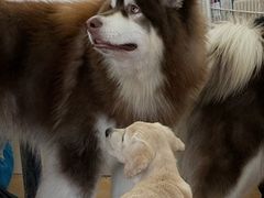 -Let's go狗咖·猫咖·奶狗·桌游(春熙路IFS店)