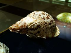 -青岛贝壳博物馆