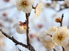 -无锡梅园公园