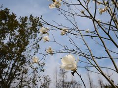 -上海滨江森林公园