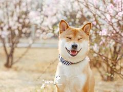 -超宠爱宠物摄影-Super pet