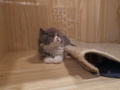-屋虎猫馆(宝安大仟里店)