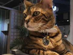 -小时光咖啡馆(开森度假森林店)