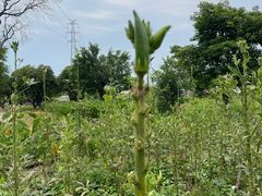 -长洲岛都市农业公园