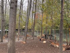 -合肥滨湖国家森林公园