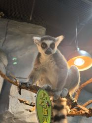 -Zoolung Zoolung动物主题公园(海信广场店)