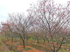-天适樱花悠乐园