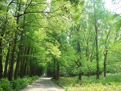 -上海滨江森林公园
