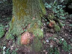 -天目山大树王景区