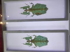 -上海昆虫博物馆