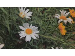 -大塘金香草谷