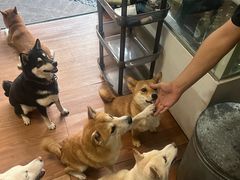 -柴犬高等学院·狗咖·柴犬售卖·宠物训练