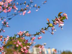 -花开海上生态园