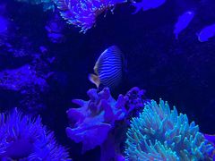 -太平洋海底世界