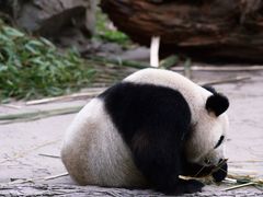-都江堰中华大熊猫苑