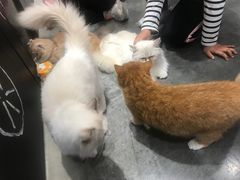 -瞄一喵猫咖(格力海岸店)