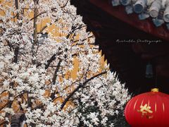 -龙华寺
