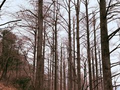 -四明山国家森林公园