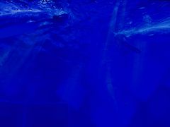 -上海海昌海洋公园-冰山北极馆