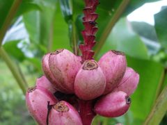 -四季酒店下午茶