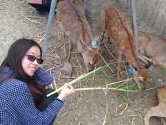 -鹿境梅花鹿生态园区