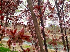 -天津东丽湖风景区