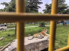 -上海野生动物园