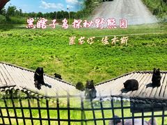 -黑瞎子岛探秘野熊园