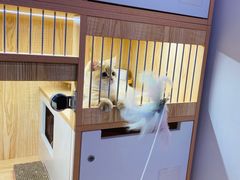 -山宅一喵德文卷毛猫舍