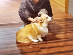 -豆柴町-柴犬主题狗咖(红鼎国际C座店)