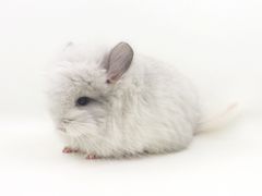 -龙猫仔乐园(惠福东路店)