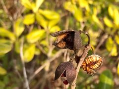 -上海滴水湖皇冠假日酒店