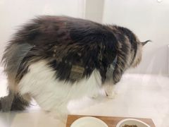 -猫冇咖·家门口的撸猫馆(大融城店)