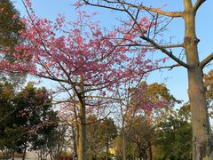 -神光山国家森林公园