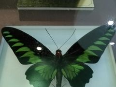 -上海昆虫博物馆