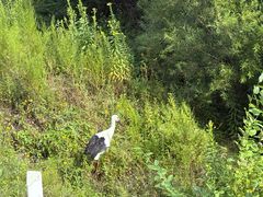 -五营红松林海景区