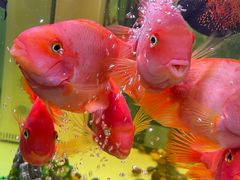 -北京华佳律师事务所(双井店)