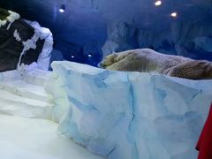 -芜湖新华联大白鲸海洋公园