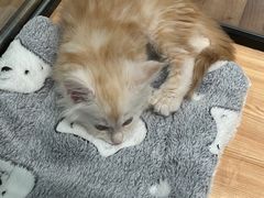 -袖虎·猫馆(体育西路店)